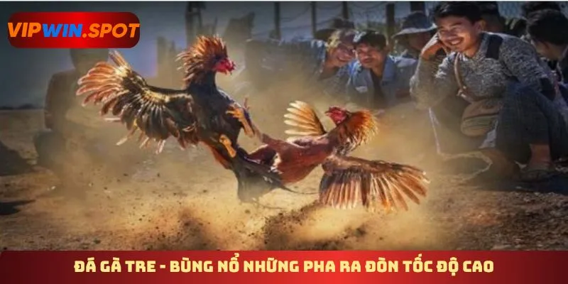Đá gà tre - Bùng nổ những pha ra đòn tốc độ cao