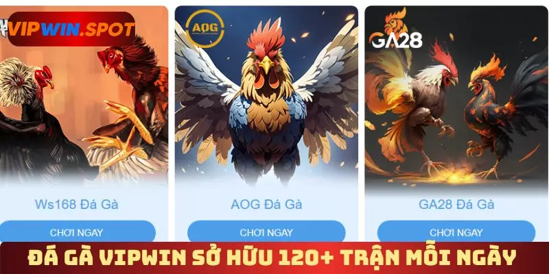 Đá gà Vipwin sở hữu 120+ trận mỗi ngày 