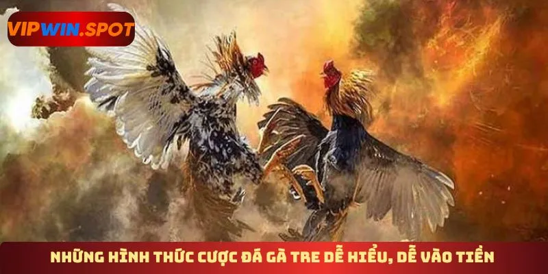 Những hình thức cược đá gà tre dễ hiểu, dễ vào tiền 